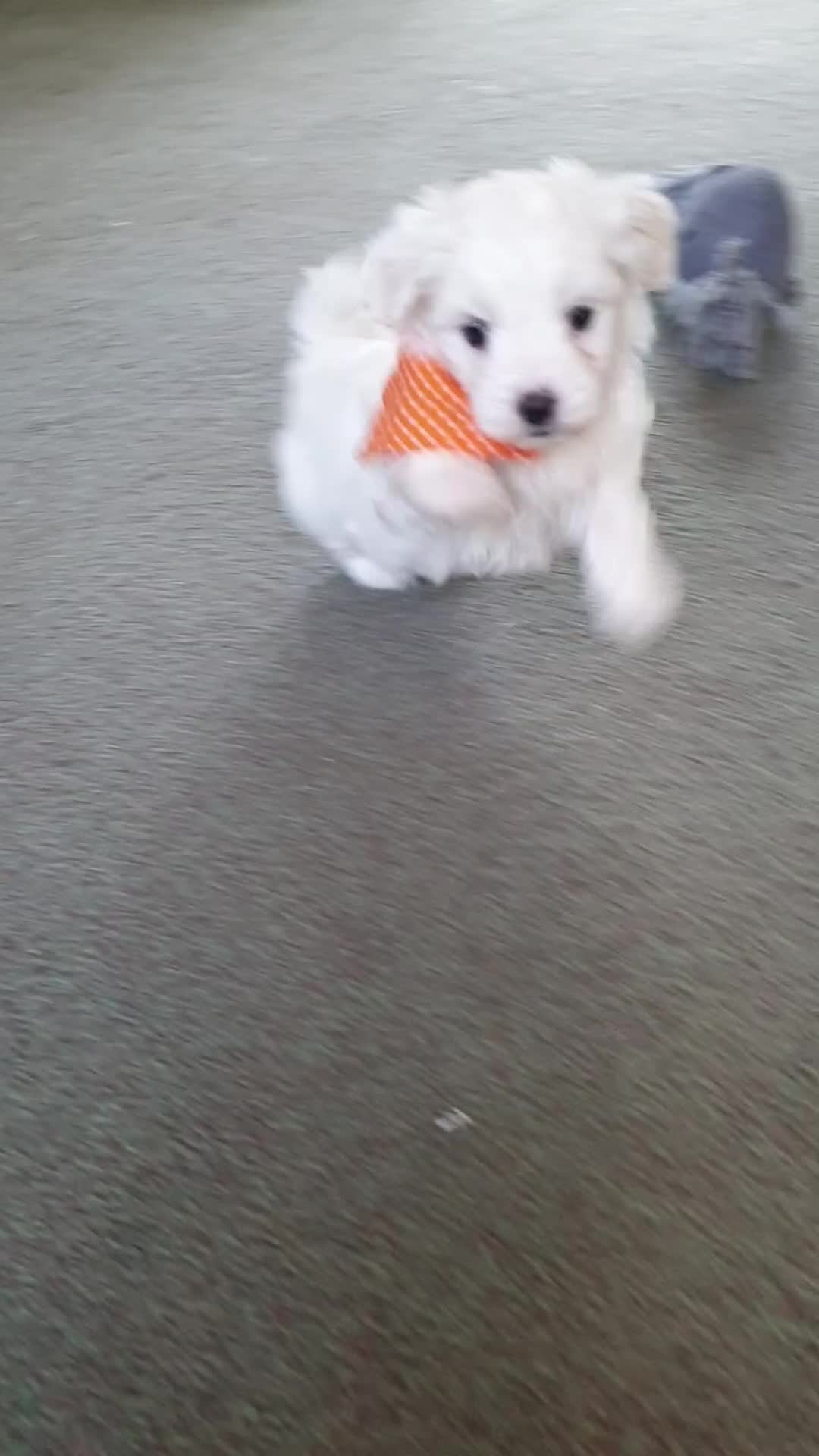 Coton De Tulear dogs for sale: K.C. Reg. Coton de Tulear, health tested parents - Video 4