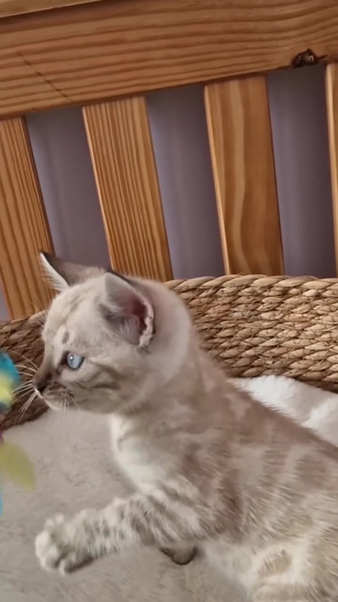 Bengal cats for sale: TICA Registered Snow Lynx Bengals–Open Reservation - Video 2