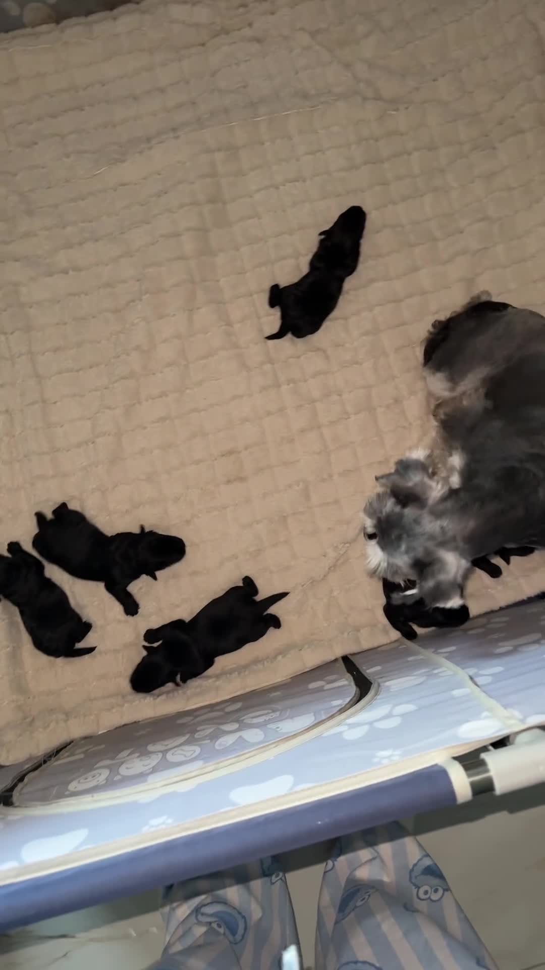 Miniature Schnauzer dogs for sale: ONLY 4 left - Video 1