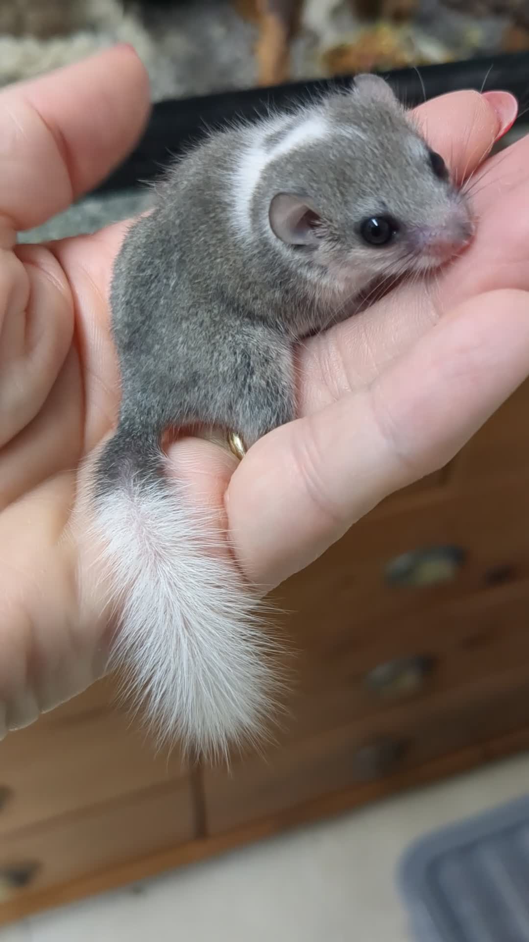 Mouse rodents for sale: African Pygmy Dormice  - Video 1