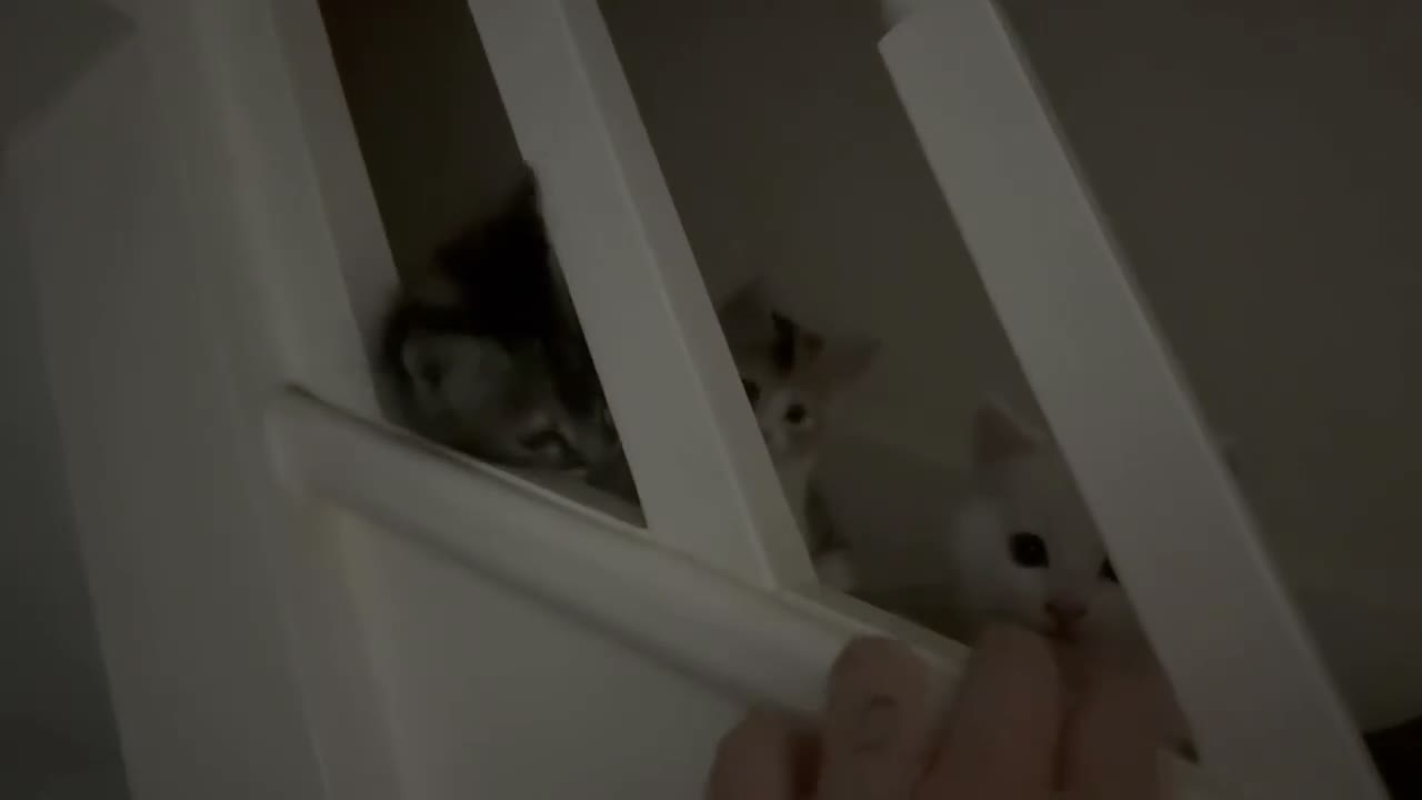 Mixed Breed cats for sale: Beautiful kittens  - Video 1