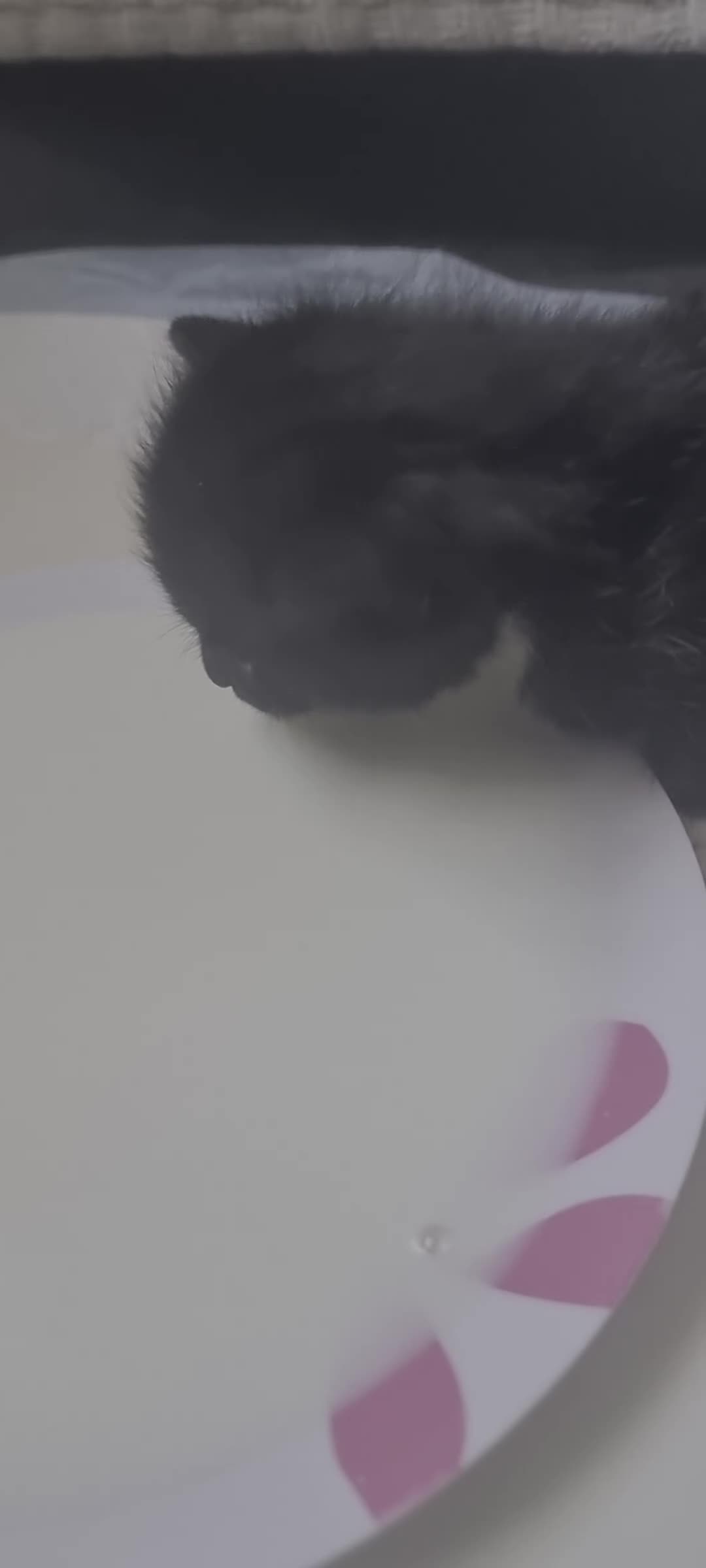 Mixed Breed cats for sale: Beautiful bread Sokoke × Turkish Van Kittens❤️ - Video 3