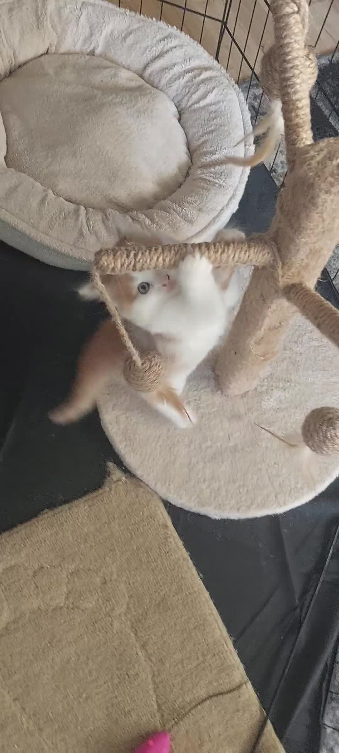 Mixed Breed cats for sale: Very fluffy ginger male - Video 1