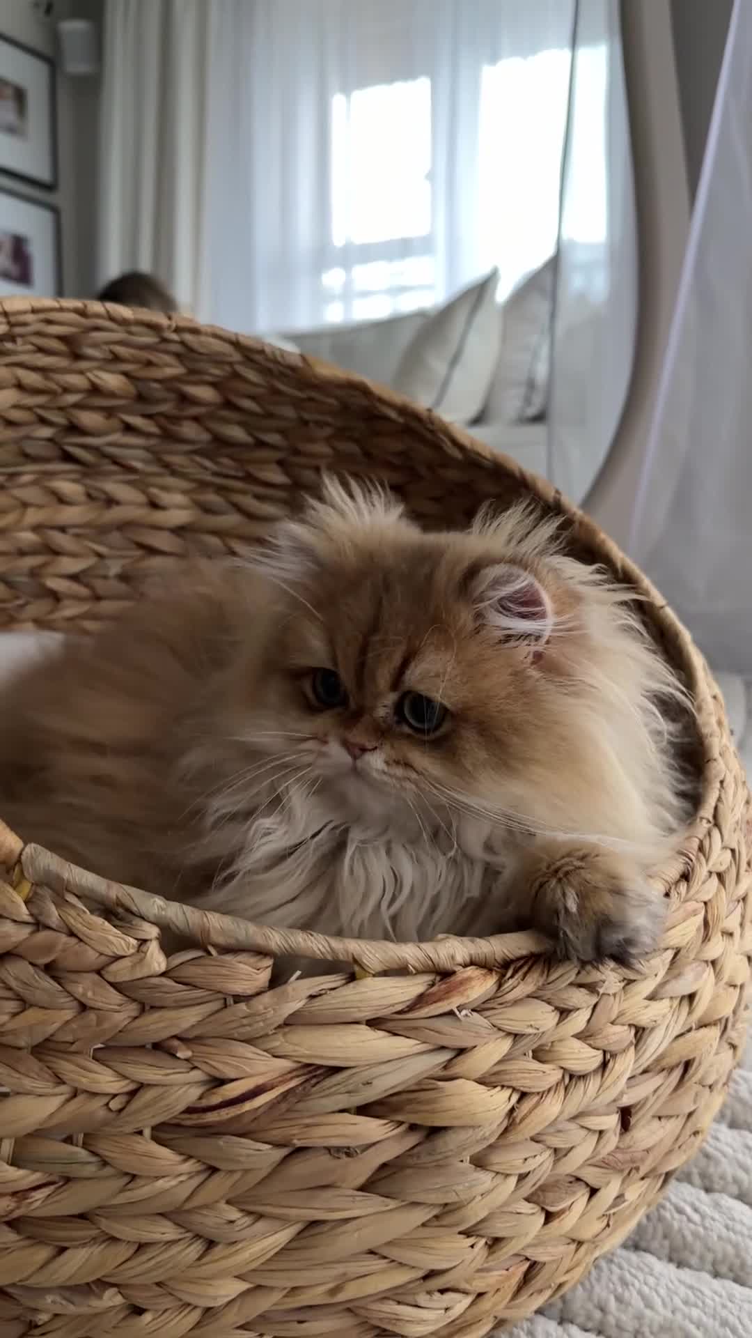 British Longhair cats for sale: Amazing British Longhair Golden kitten - Video 3