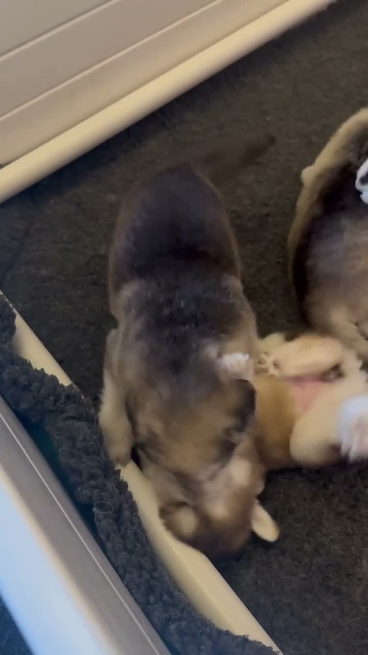 Mixed Breed dogs for stud: German Shepherd/Alaskan Malamute Isabella Coat - Video 1