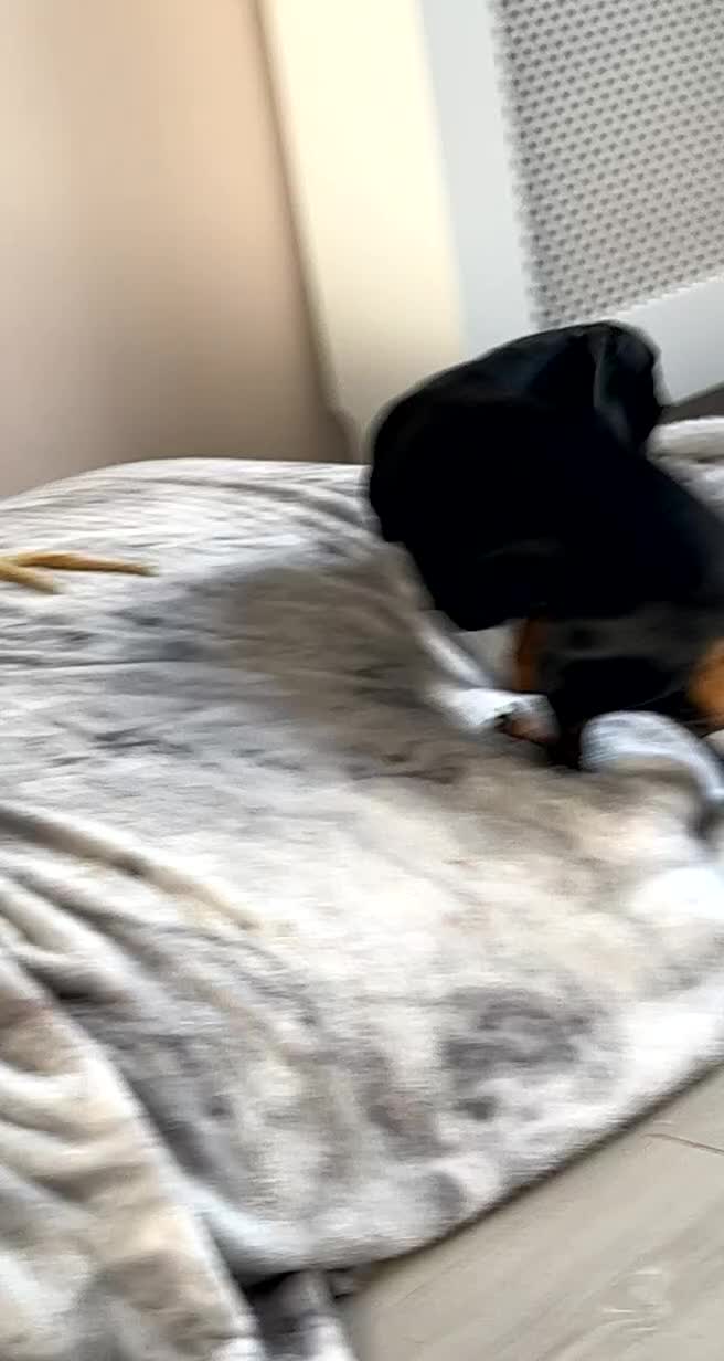 Dachshund dogs for sale: Black and Tan Dachshund Looking for a Loving Home  - Video 4