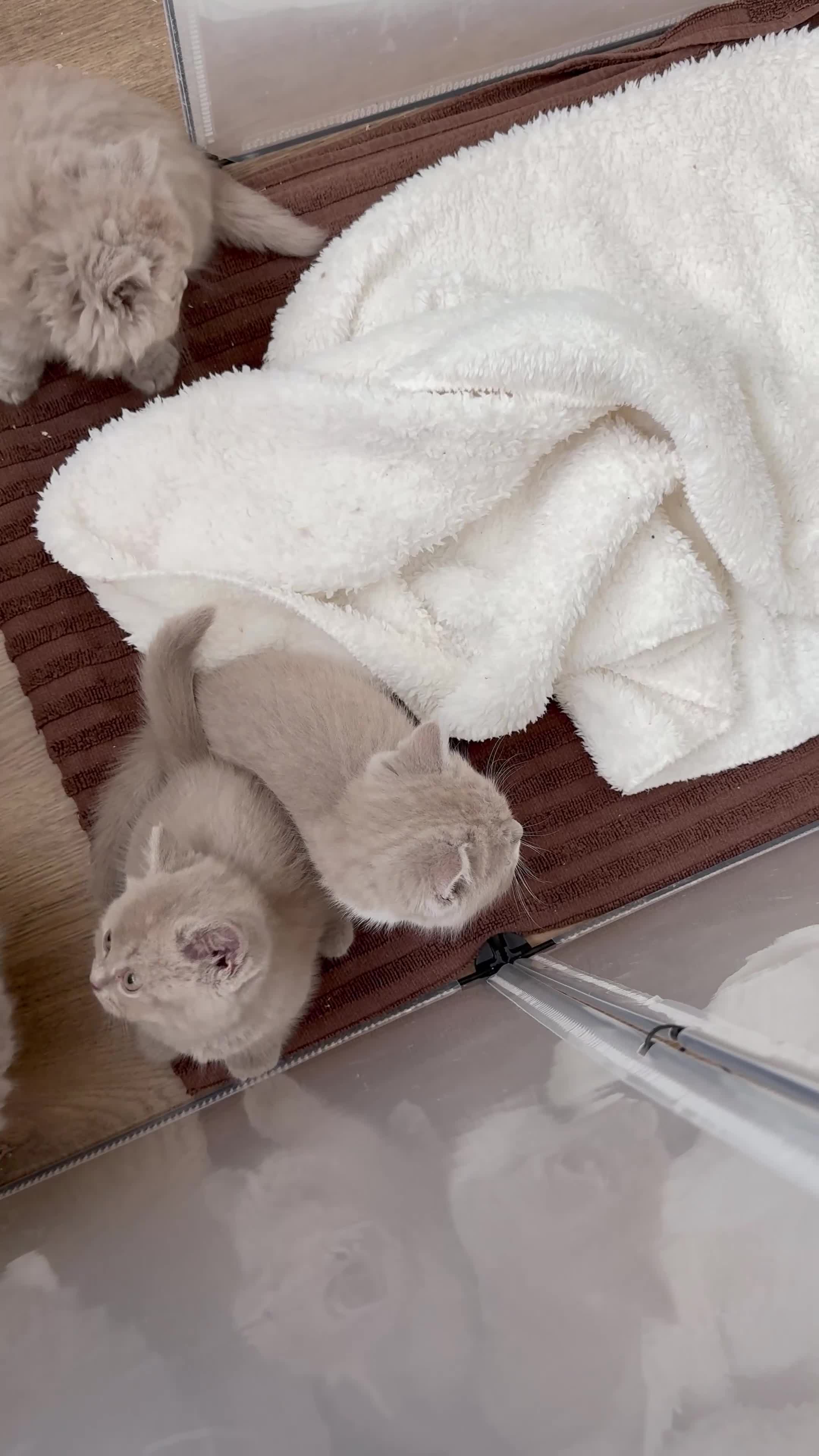 British Shorthair cats for sale: British shorthair/British longhair kittens 🐾  - Video 1