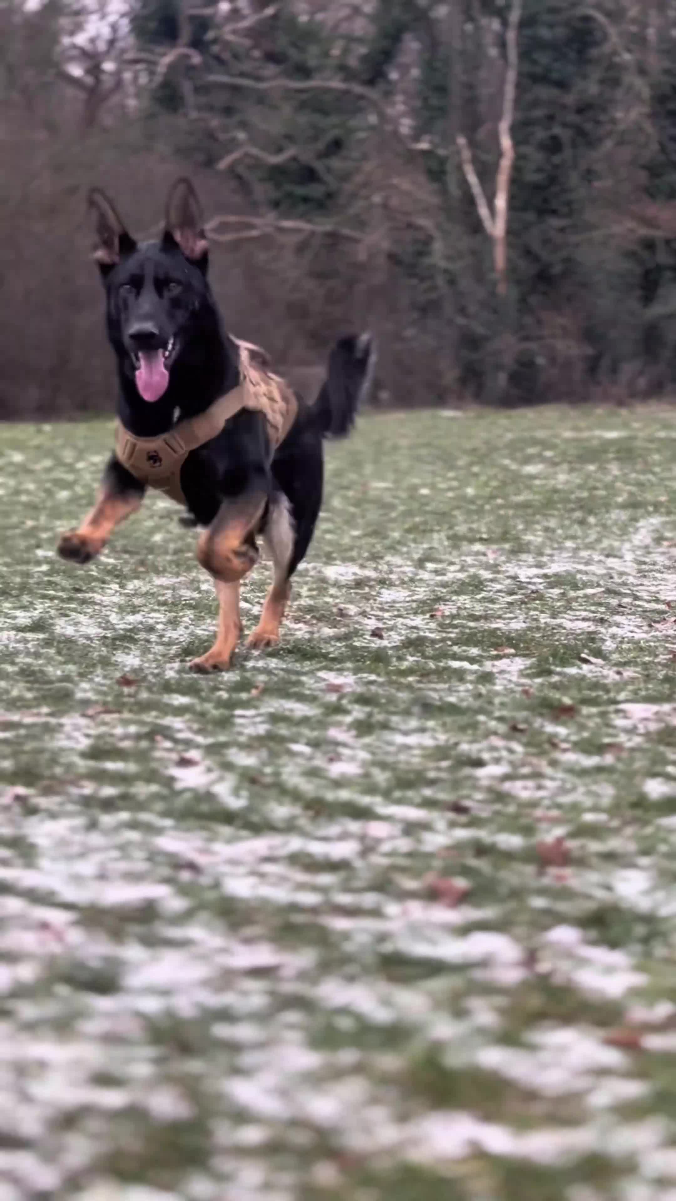 German Shepherd dogs for sale: Working line German shepherd GSD - Video 1