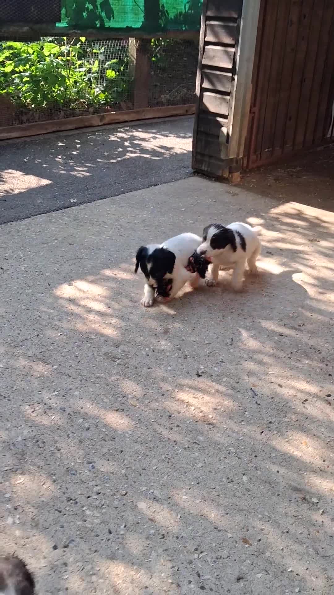 English Springer Spaniel dogs for sale: English Springer Spaniel puppies  - Video 3