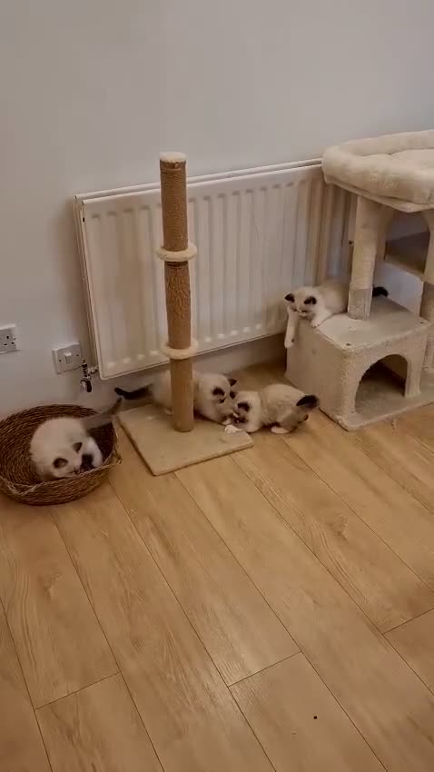 Ragdoll cats for sale: Purebread Ragdoll Kittens  in Normanton - Video 1