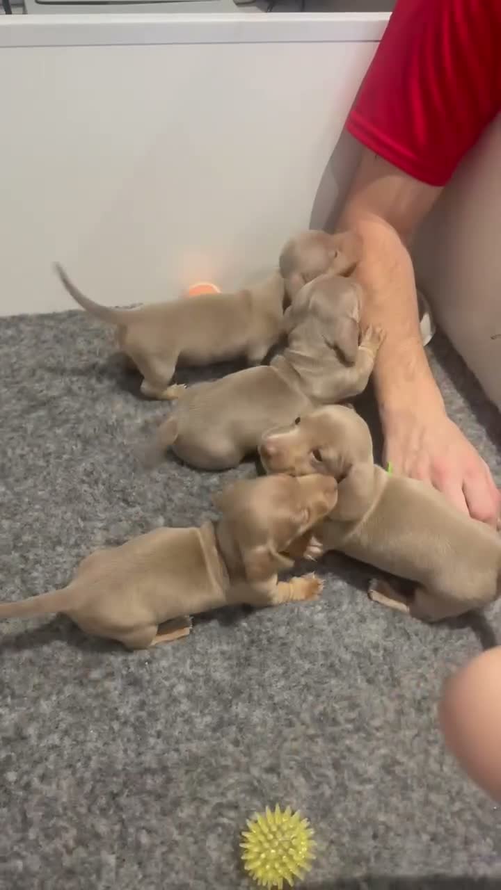 Dachshund dogs for sale: K.C registered miniature dachshund puppies - Video 2