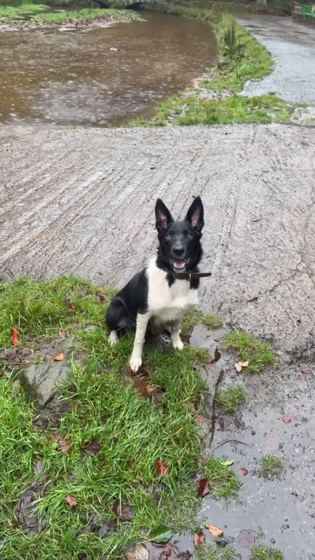 Border Collie dogs for sale: Darcy - Video 3