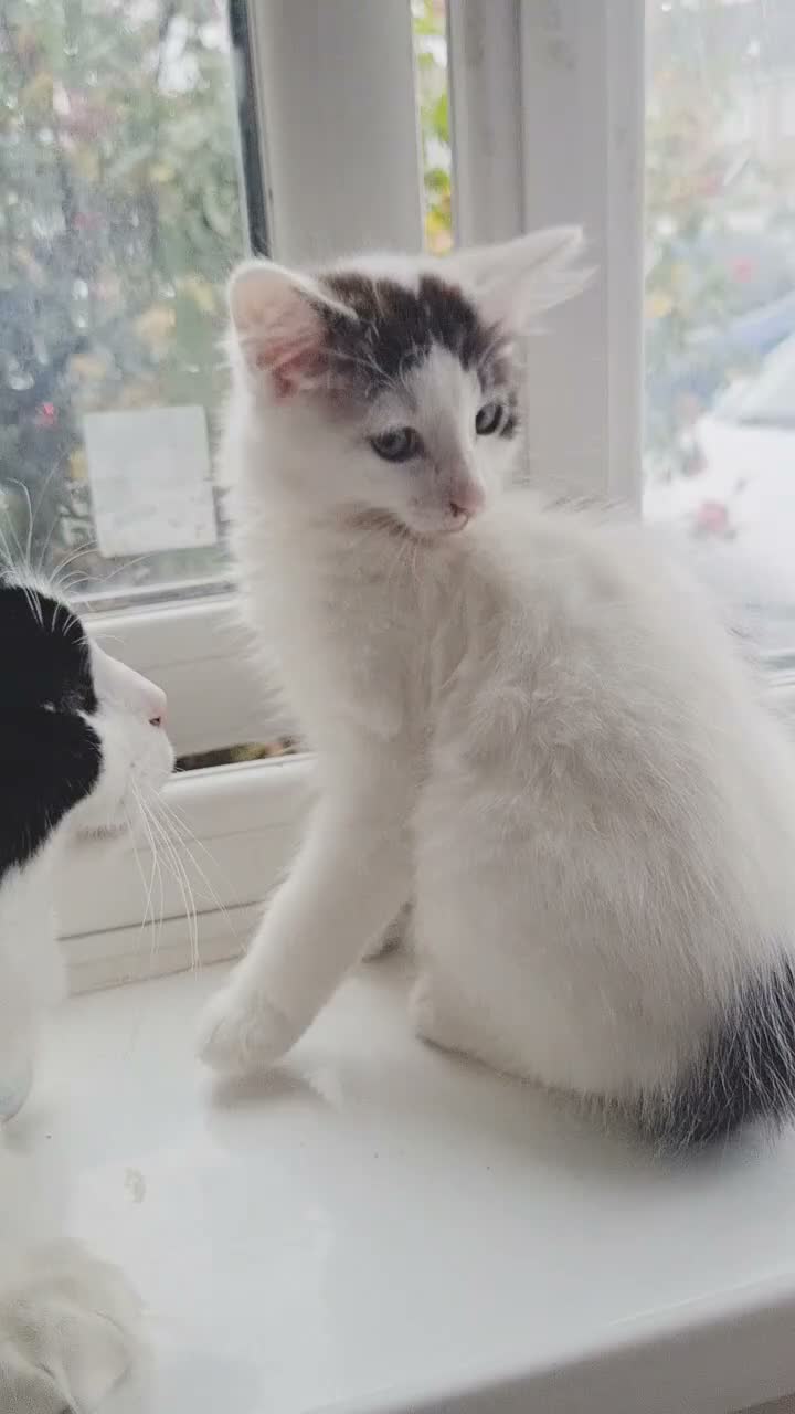 Mixed Breed cats for sale: Two Adorable Kittens.[Boy/Girl] - Video 1