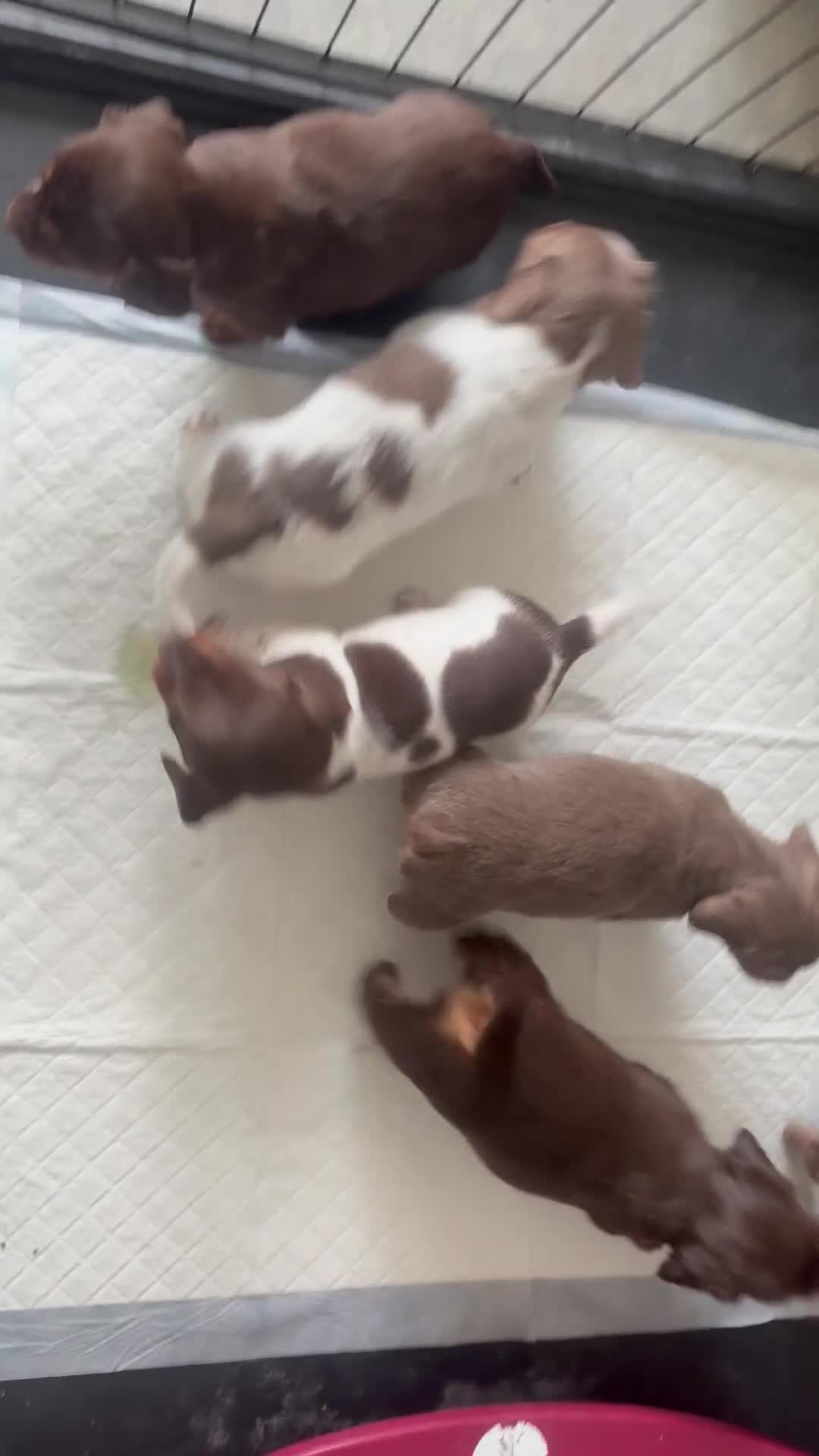 Miniature Dachshund dogs for sale: Stunning kc reg miniature dachshund  in Liverpool - Video 1