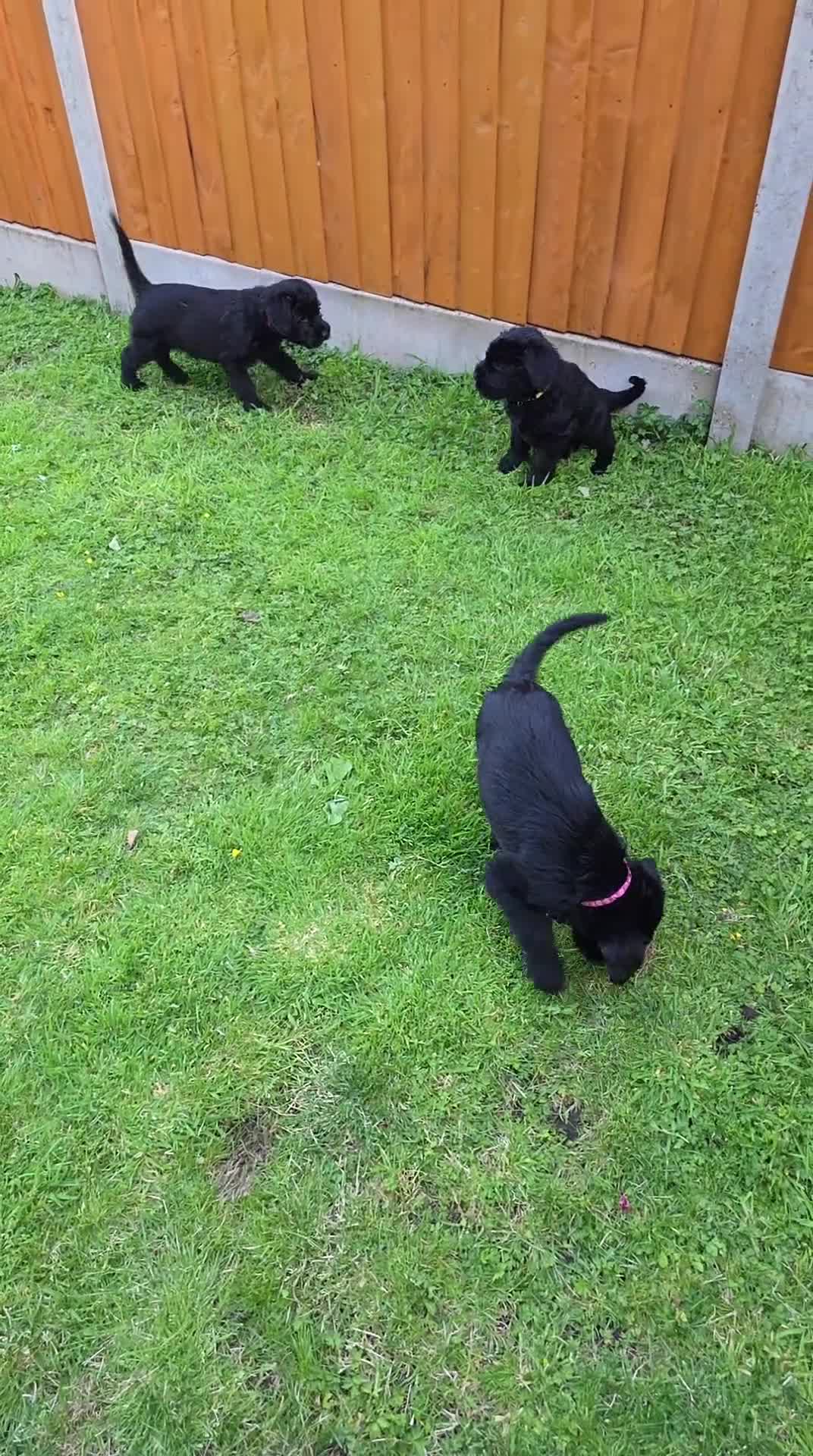 Giant Schnauzer dogs for sale: Working Line Giant Schnauzer Puppies Available  in West Bromwich - Video 1
