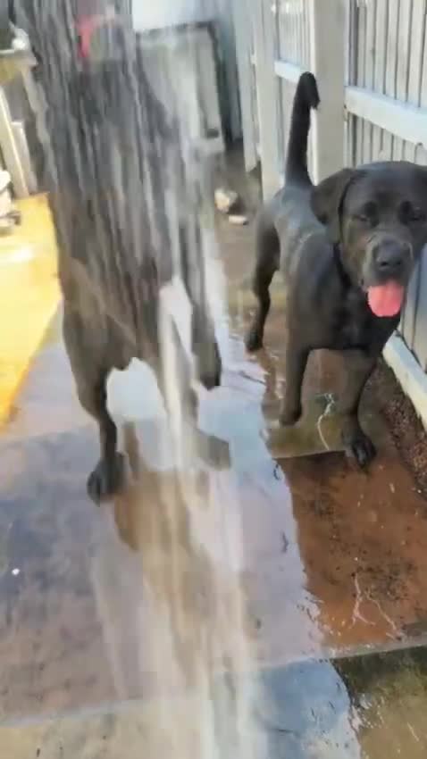Cane Corso dogs for sale: S🐾❤️ STUNNING CANE CORSO PUPPIES–2BOYS & 2GIRLS  in Cwmbran - Video 4