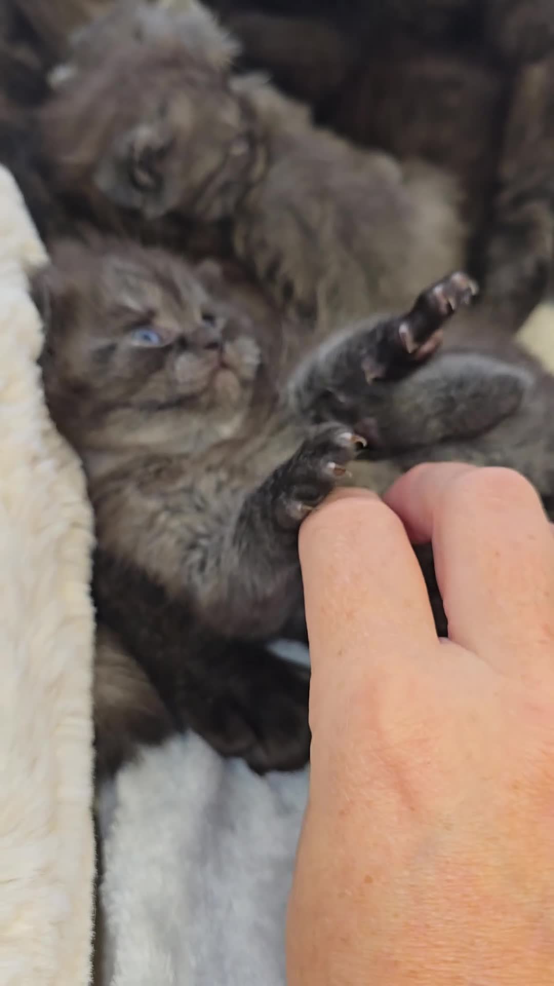 British Shorthair cats for sale: Black smoke british shorthair and 1 blue longhair - Video 3