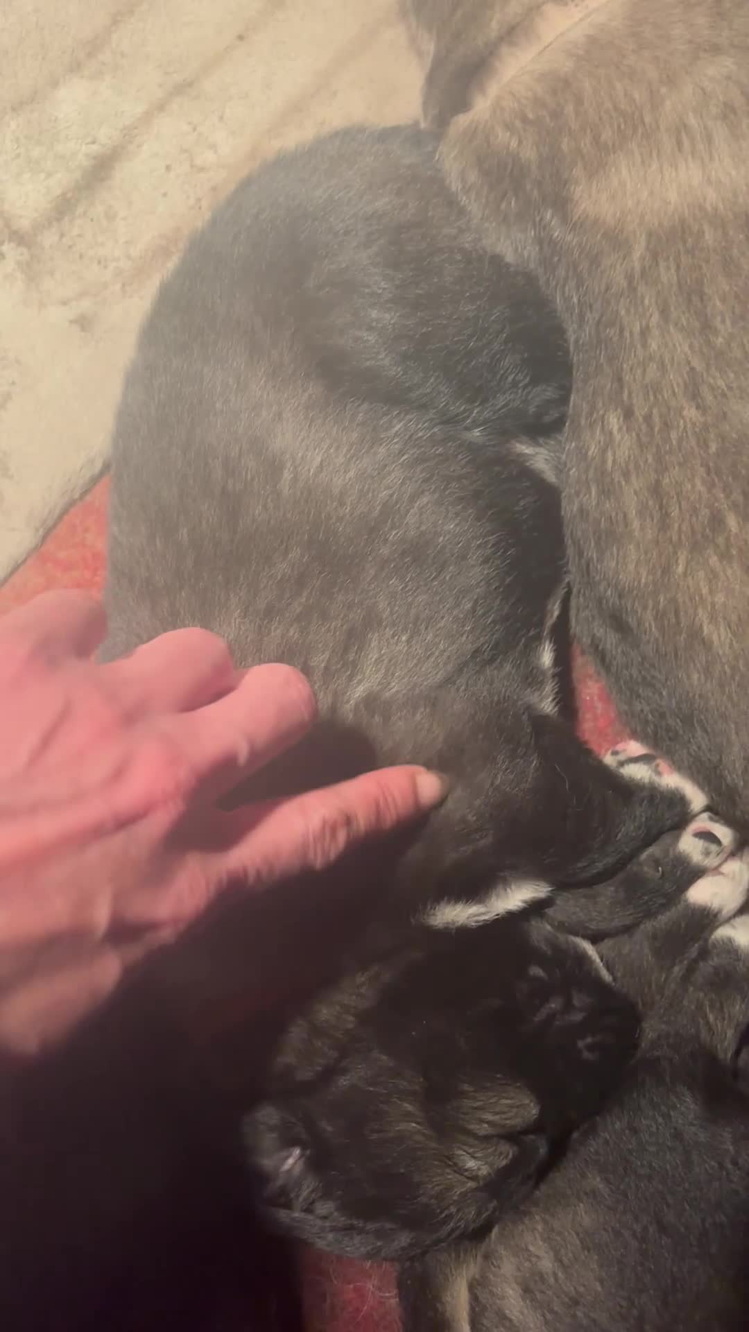 Caucasian Shepherd Dog dogs for sale: Caucasian Shepherds  - Video 5