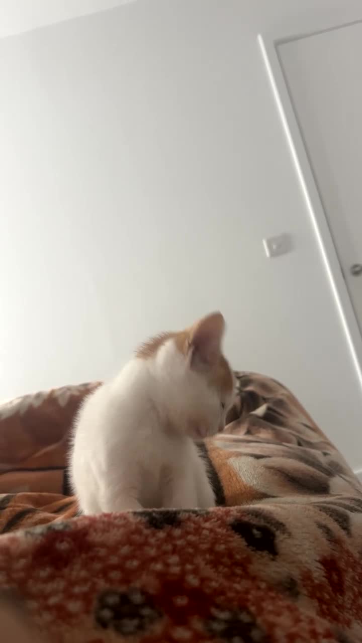 Mixed Breed cats for sale: 8 Week Old Kitten ready for forever home in Manchester - Video 1