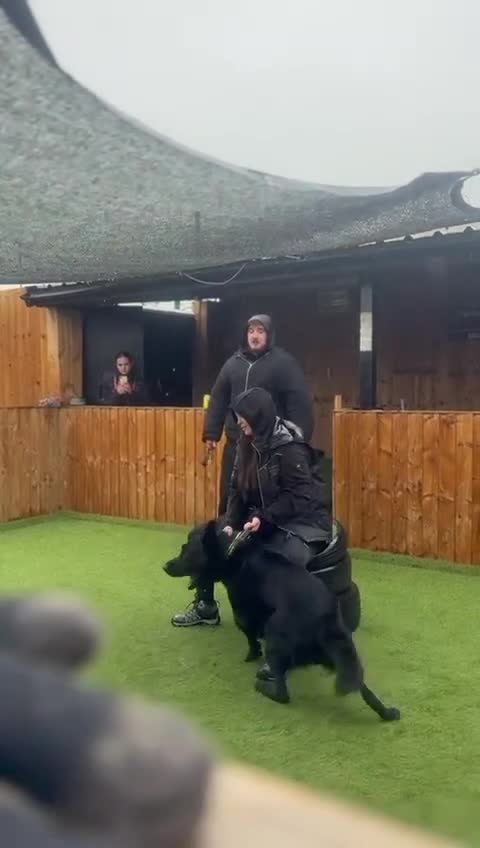 German Shepherd dogs for sale: Elite working line puppies. Repeat breeding! - Video 1