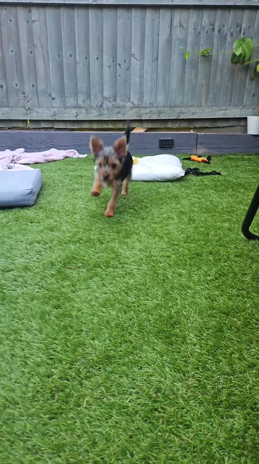 Yorkshire Terrier dogs for sale: Yorkshire terrier mini - Video 1