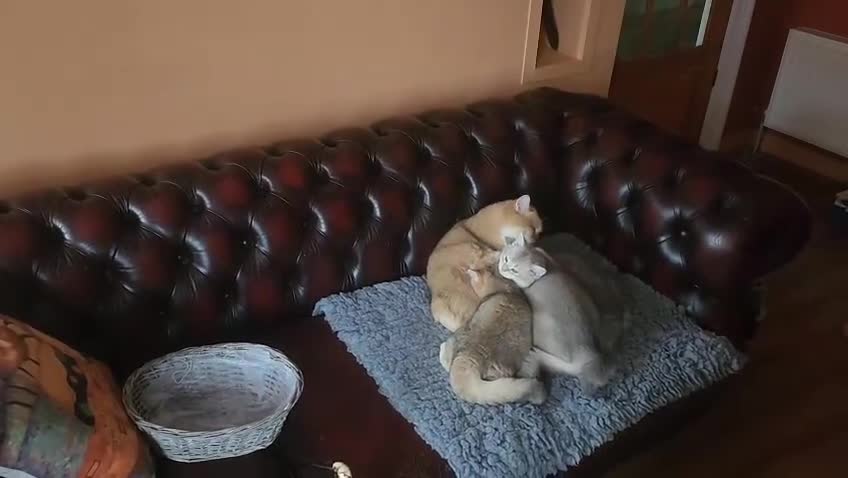 British Shorthair cats for sale: Ready now golden BSH - Video 1