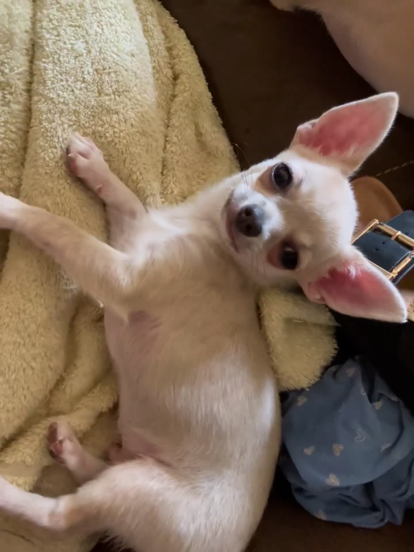 Chihuahua dogs for sale: Short hair Chihuahua - Video 4