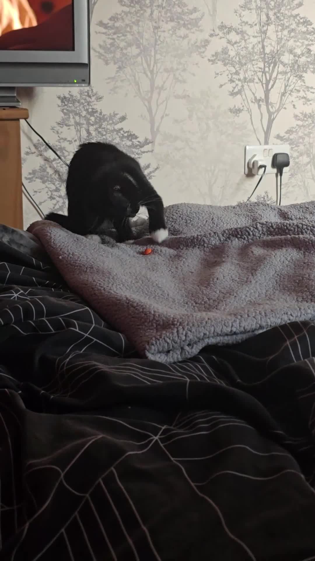 British Shorthair cats for sale: Female kitten - Video 1