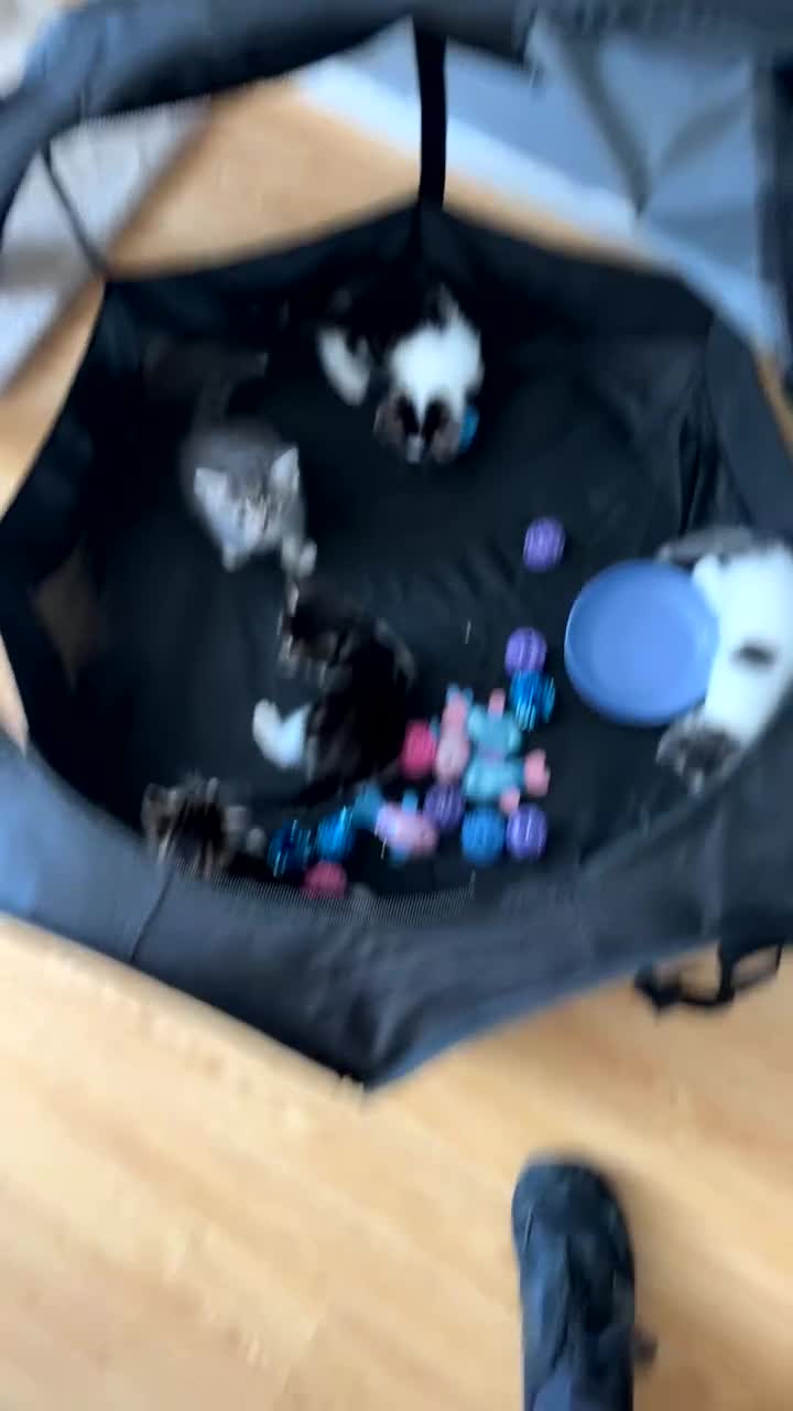 Mixed Breed cats for sale: 4 kittens are up for sale  in Milton Keynes - Video 1