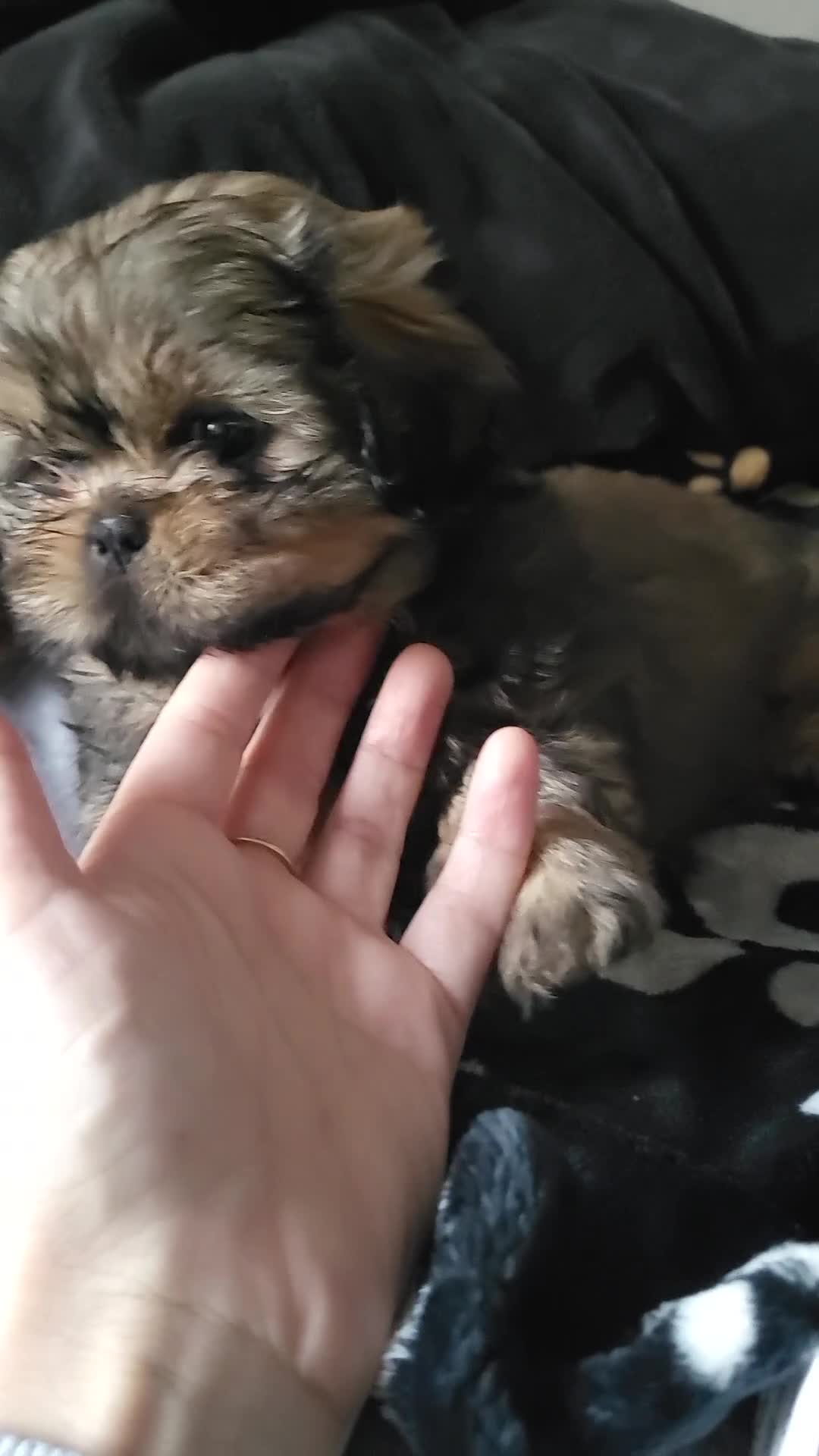 Shih Tzu dogs for sale: Adorable Shih tzu Puppies  - Video 2