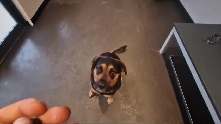 Mixed Breed dogs for sale: Willow - Video 1