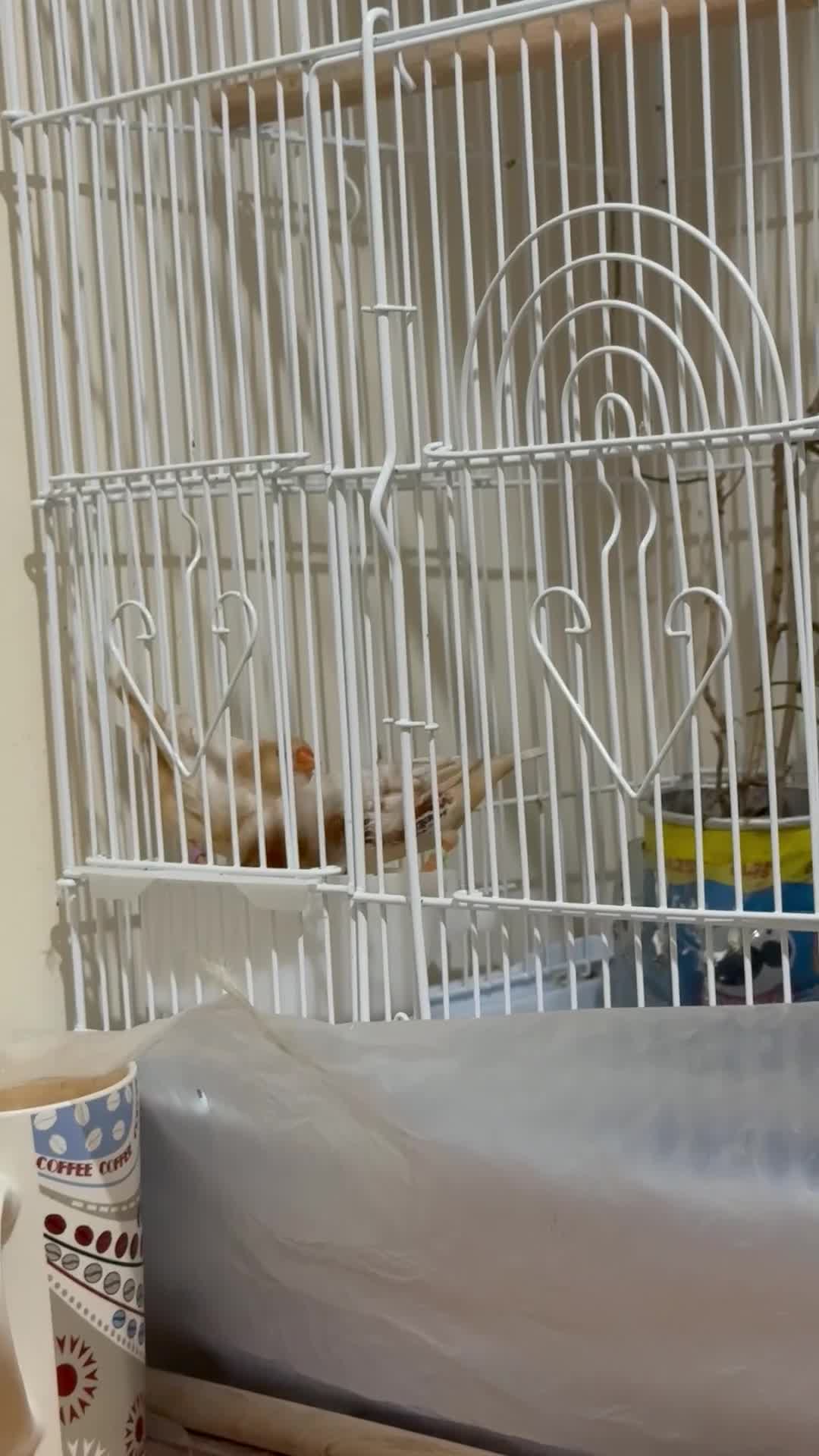 Finches birds for sale: Zebra finches  in London - Video 2