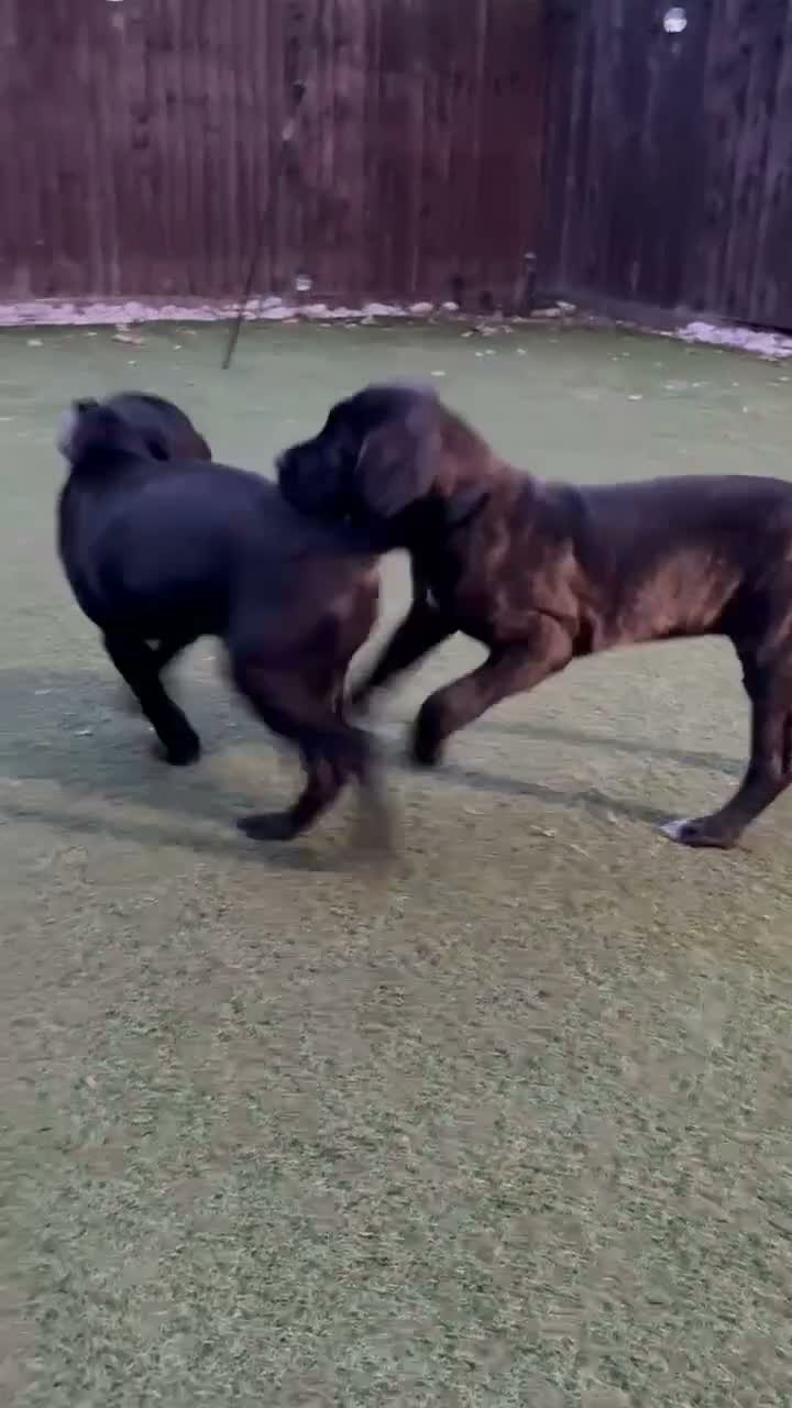 Cane Corso dogs for sale: Cane corso puppies - Video 1