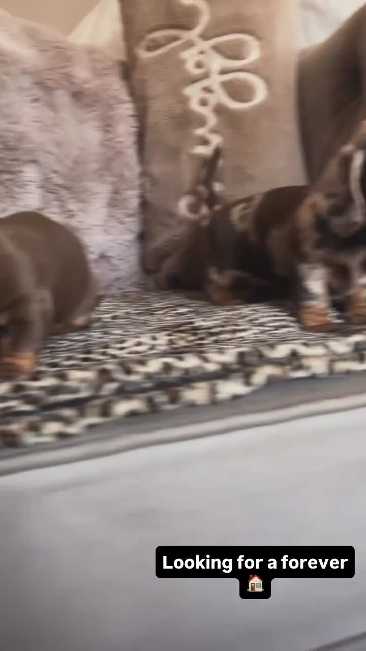 Miniature Dachshund dogs for sale: 2 female mini dachshunds  - Video 1