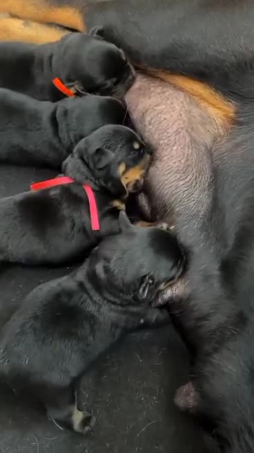 Rottweiler dogs for sale: 🖤 Gorgeous Rottweiler puppies available!  - Video 1