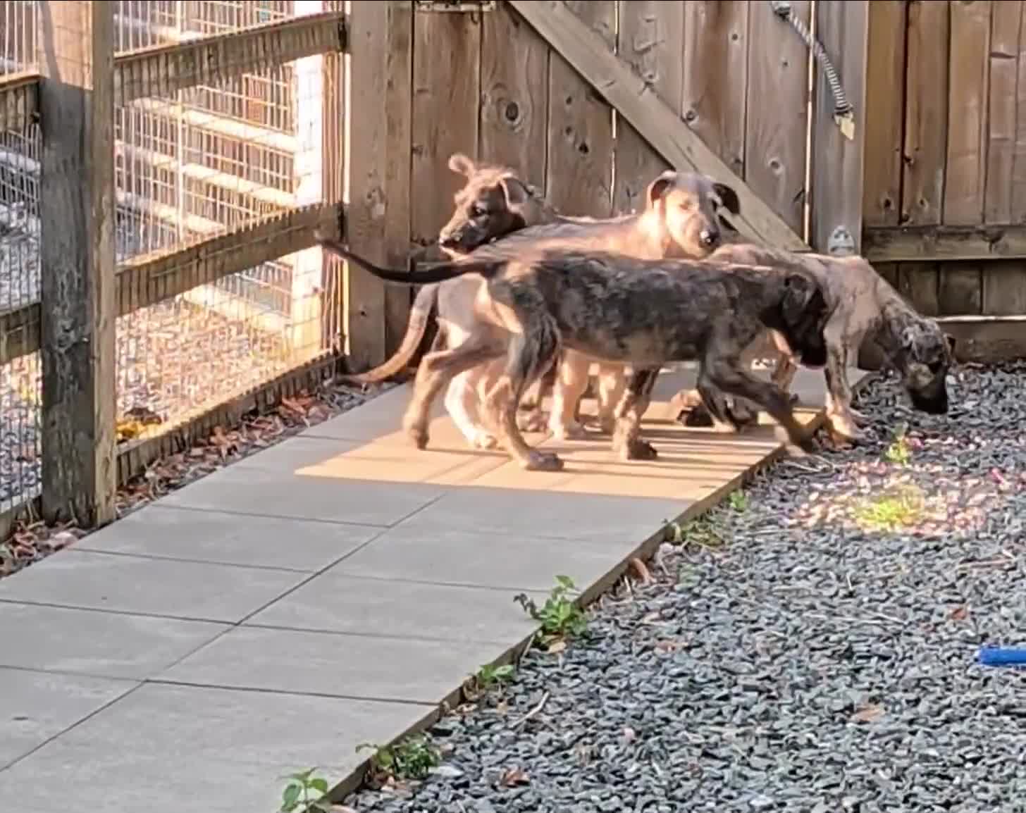 Irish Wolfhound dogs for sale: Irish Wolfhound puppies  - Video 4