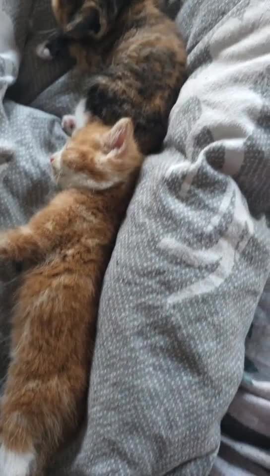 Mixed Breed cats for sale: Ginger kittens 4 left - Video 2