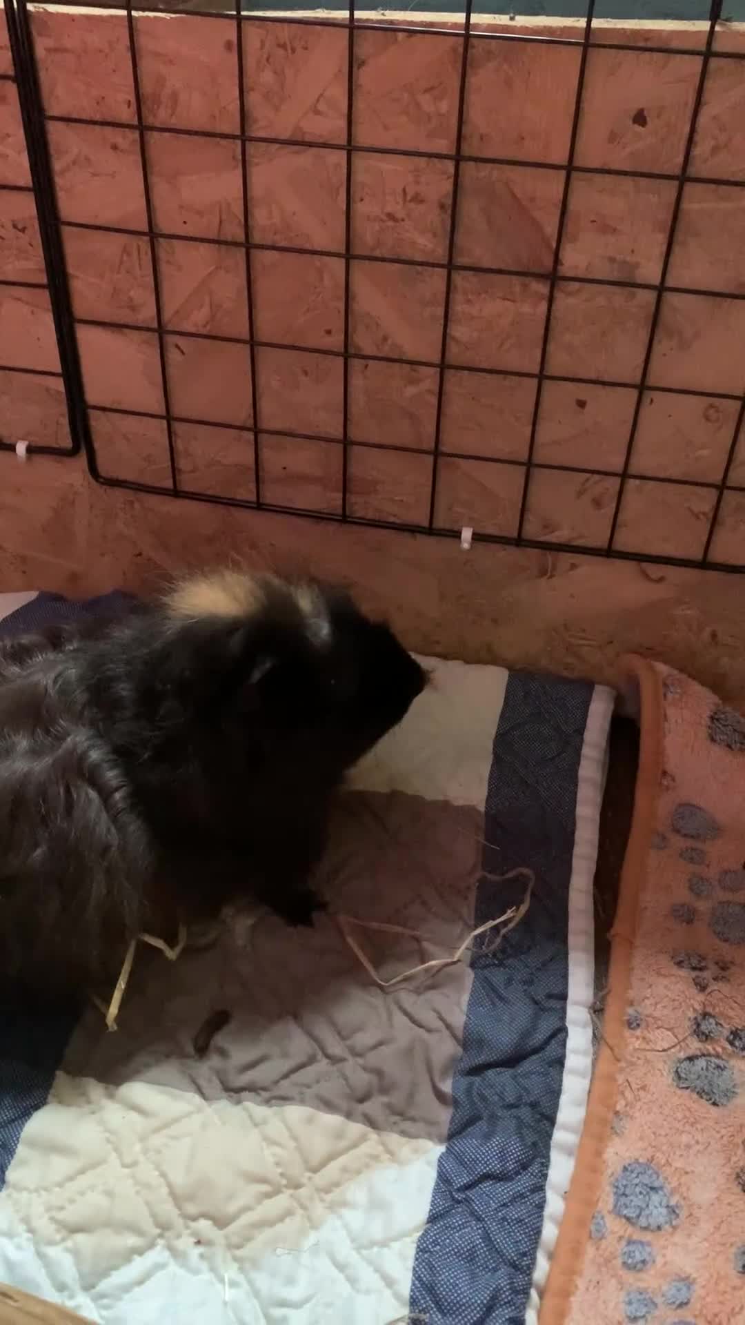 Guinea Pig rodents for sale: Male Guineapigs for sale  - Video 3