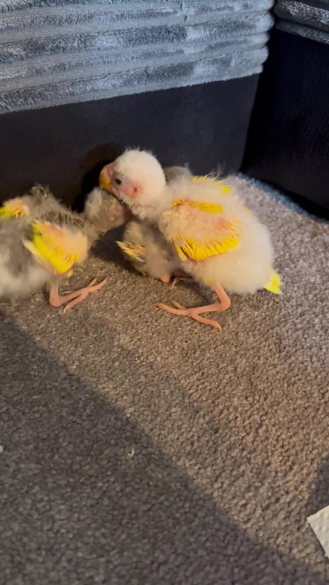 Parakeets birds for sale: Kakariki parakeets  - Video 1