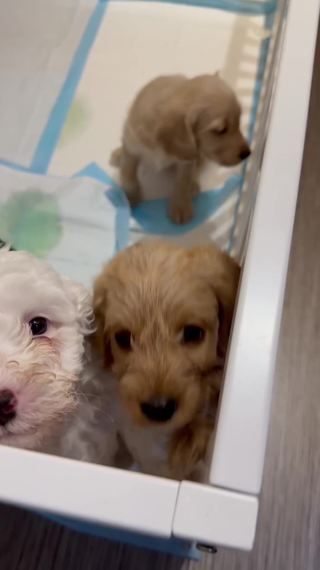 Australian Labradoodle dogs for sale: Update price and videos puppys ready 25/7 - Video 1