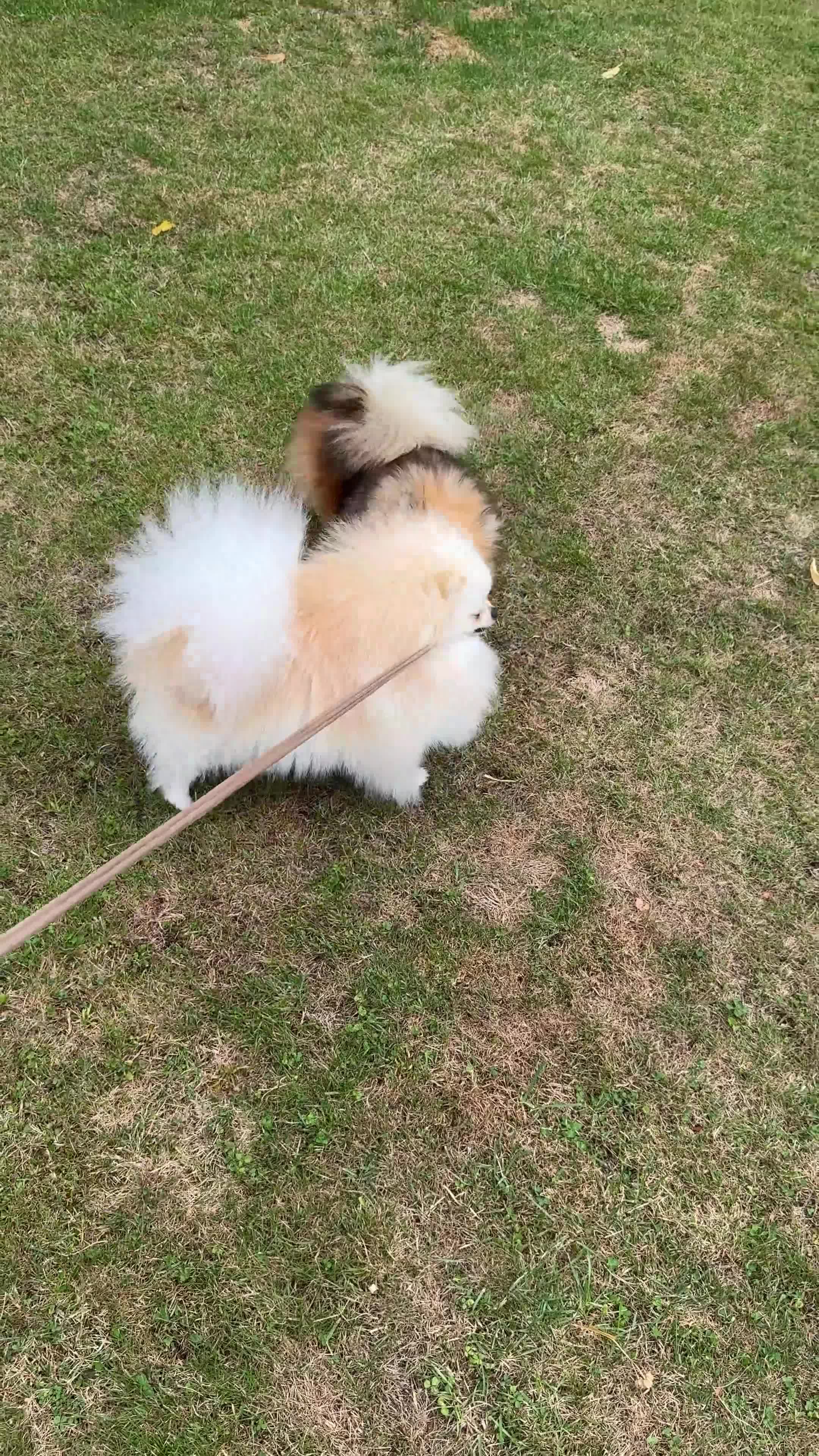 Pomeranian dogs for sale: Gorgeous small Pomeranian puppies 🧸  - Video 2