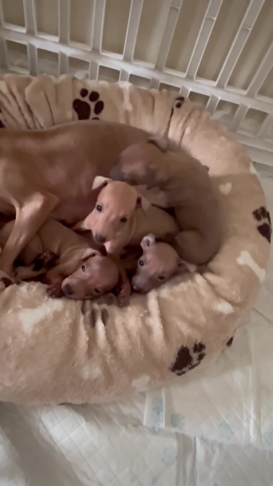 Italian Greyhound dogs for sale: KC Registered Italian Greyhound Puppies  - Video 1
