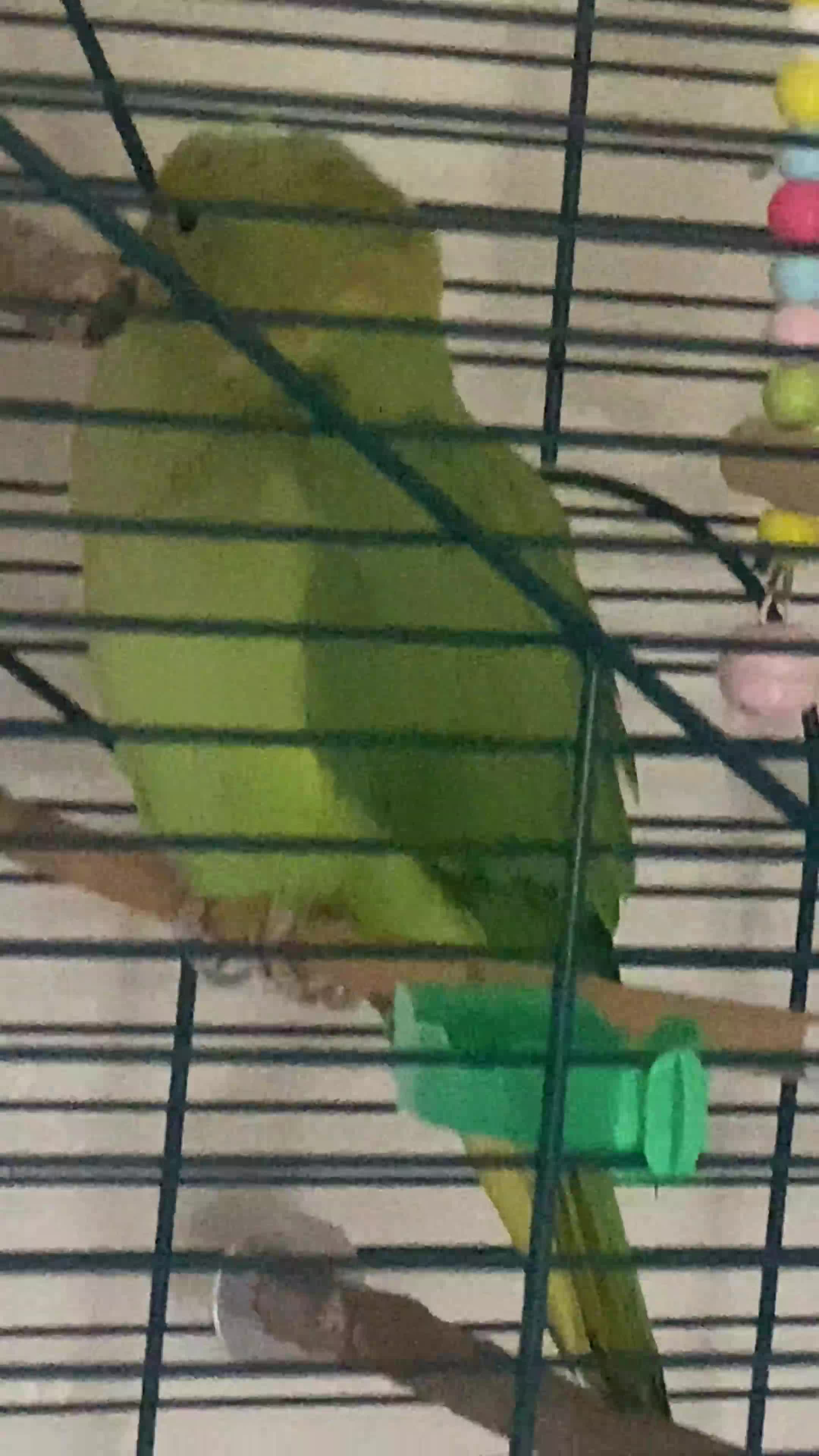 Ringnecks birds for sale: Female Indian ring neck parrot  in Harrogate - Video 1