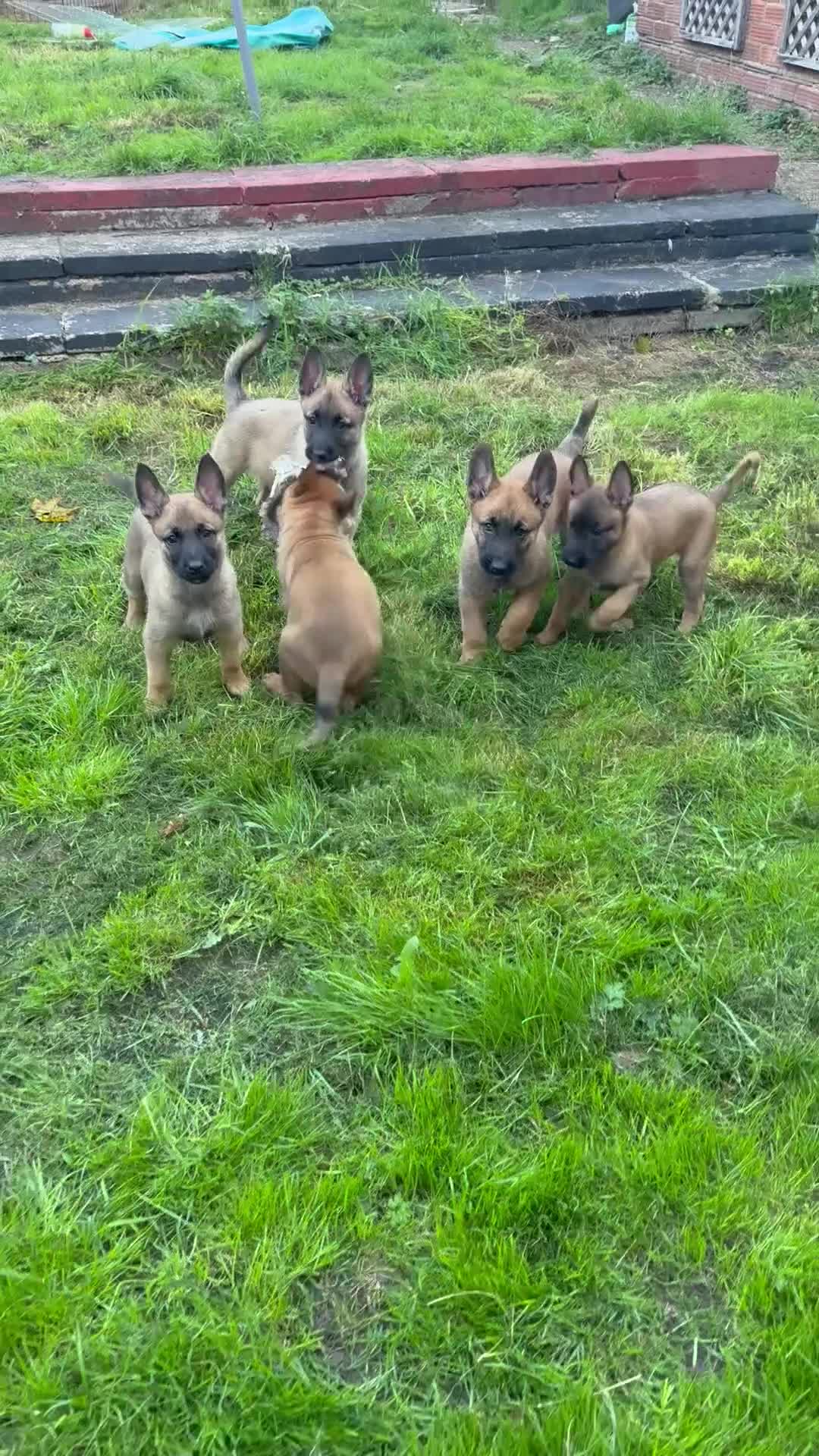 Belgian Shepherd Dog dogs for sale: Top working line puppies  - Video 1