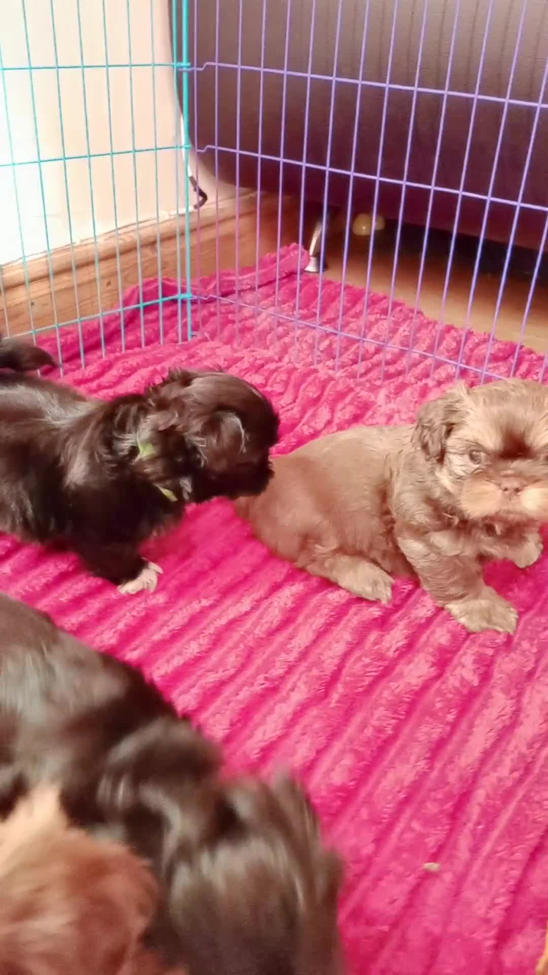 Shih Tzu dogs for sale: 5 beautiful puppies  - Video 1