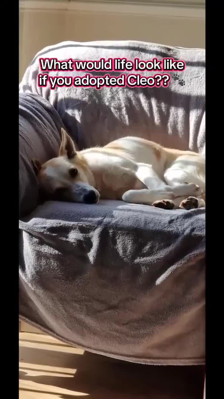 Mixed Breed dogs for adoption: Egyptian girl Cleo is looking for her forever home - Video 4