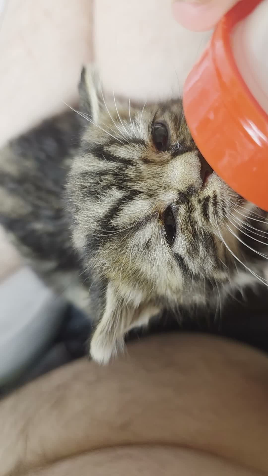 Mixed Breed cats for sale: Tabby kittens  - Video 5