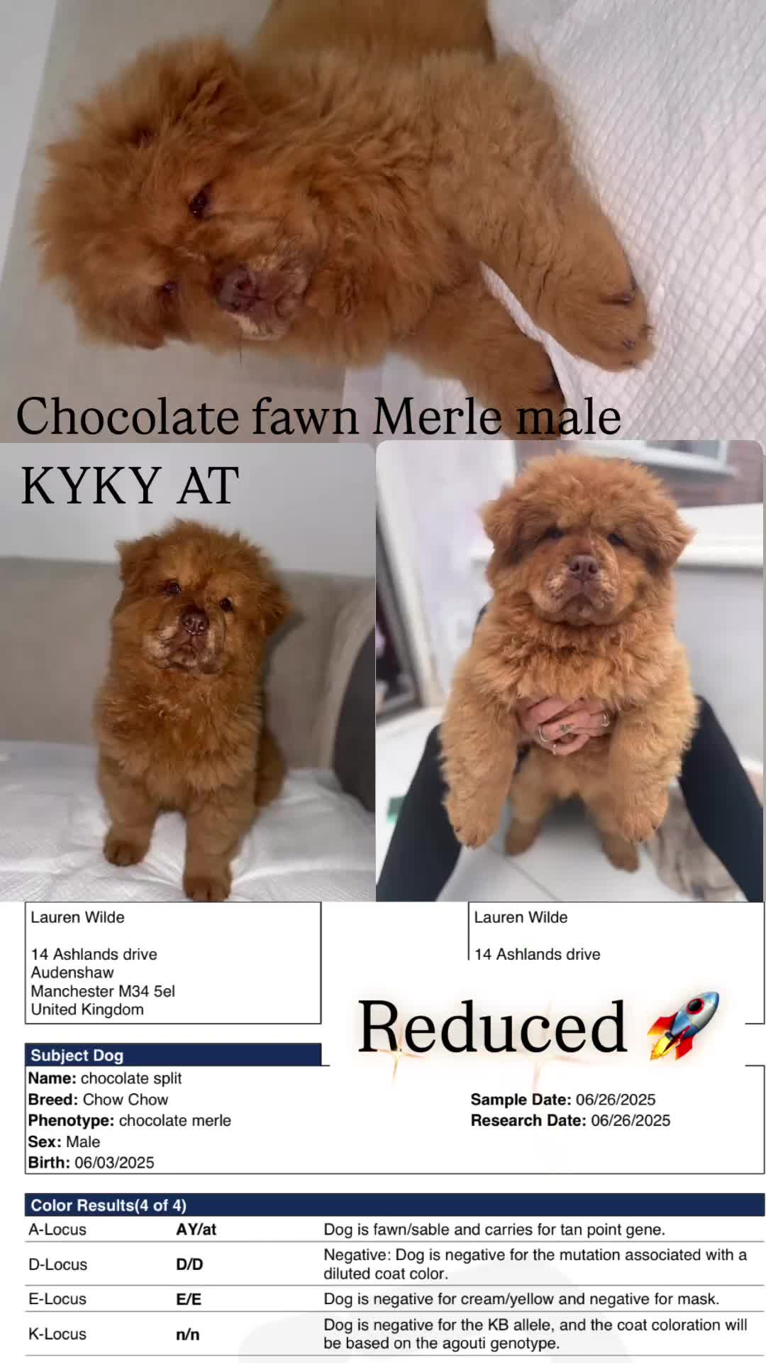 Chow Chow dogs for sale: QUALITY CHOW CHOW  - Video 1
