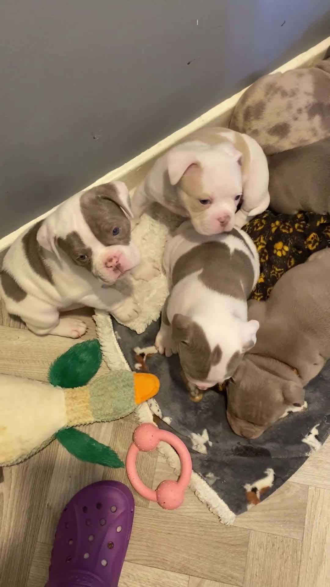 Olde English Bulldogge dogs for sale: Olde English Bulldogge Litter - Video 1
