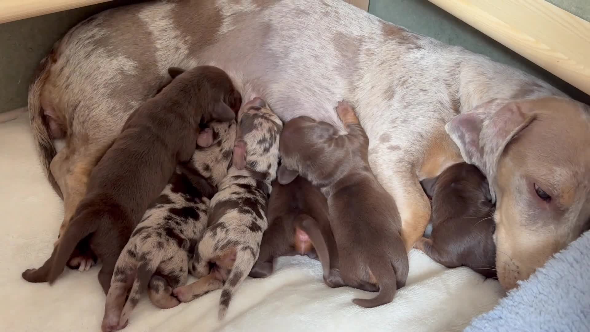 Dachshund dogs for sale: 🐾 Chocolate, Tan & Dapple Dachshund Puppies 🐾 - Video 1